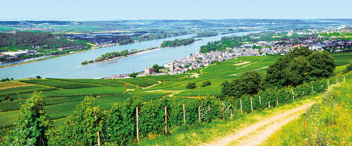 The vineyards of Rüdesheim